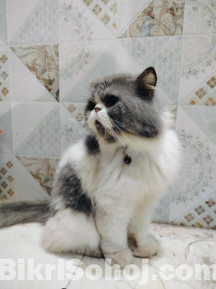 Punch face cat